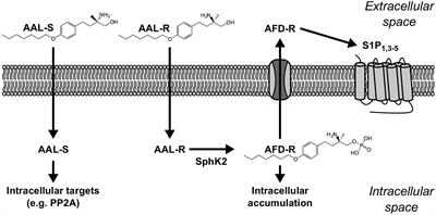 A Phosphorylatable Sphingosine Analog Induces Airway Smooth Muscle Cytostasis and Reverses Airway Hyperresponsiveness in Experimental Asthma